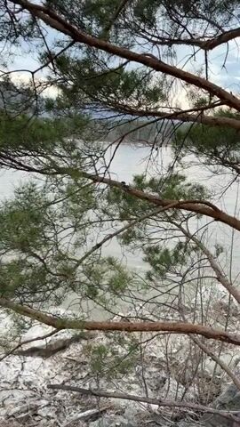 The video opens with a close-up of evergreen pine branches, framing a wide, muddy river. Patches of ice and snow are visible on the riverbank in the foreground. The camera then slowly pans from right to left, revealing more of the river and the landscape beyond.

The river is wide and flows with a strong current, its waters appearing murky grey-brown. Along the near bank, there are remnants of ice and snow, with some dried grasses and small bare bushes. The distant bank features a line of bare trees, interspersed with some evergreen foliage, and a few scattered buildings that suggest a small settlement or village, including one with a distinctive blue roof. Majestic mountains, covered with dense forest, rise in the background under an overcast, grey sky. The overall scene depicts a cold, late winter or early spring day in a mountainous region, possibly near Abaza, Russia, as the ice breaks up on the river. No people are visible.