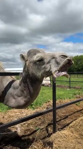 The video shows a camel in an outdoor enclosure. The camel is mostly visible from the neck up, with its head bent down and slightly turned to the side, facing the camera. Its mouth is open, and it appears to be making a sound or a facial expression. Another camel is lying down in the background, further within the enclosure. The enclosure is fenced with black metal posts and railings. Beyond the fence, there is dry hay, green grass, and trees. The sky is cloudy with some patches of blue. The lighting suggests it is daytime.