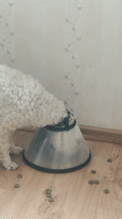 Dog in cone collar struggles to eat scattered kibble