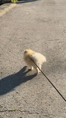 Dog walker, equipment operator spotted near Varna police activity