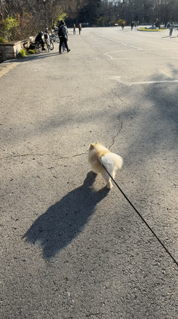 Dog walker, equipment operator spotted near Varna police activity