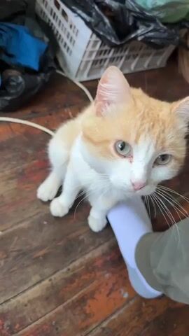 A ginger and white cat sits on a wooden floor with its front paw resting on a person's ankle, which is wearing a white sock and green pants. The cat is looking towards the right side of the frame. In the background, there is a white plastic crate with black trash bags and some blue material, along with a green bag. The wooden floor is worn and appears to be made of planks. The video is shot from a high angle, looking down at the cat and the person's leg.