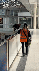 Falconer and hawk spotted in London transport hub