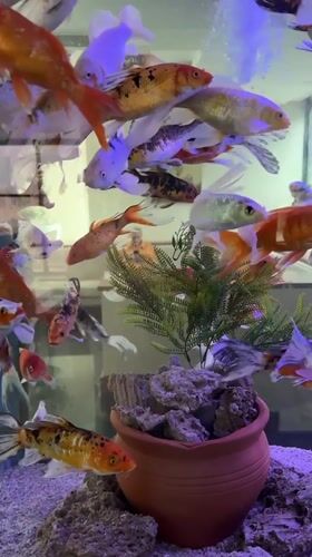 Koi fish aquarium documented in Kemer, Turkey