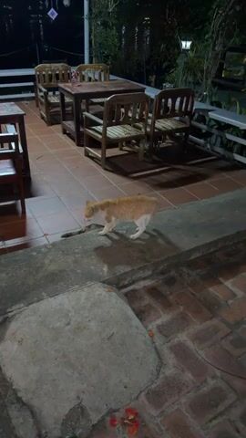 An orange and white cat walks along a concrete ledge in front of an outdoor seating area. The seating area consists of a wooden table and chairs on a tiled floor. Beyond the seating area, there are plants and lights visible. The cat pauses and then jumps down from the ledge.