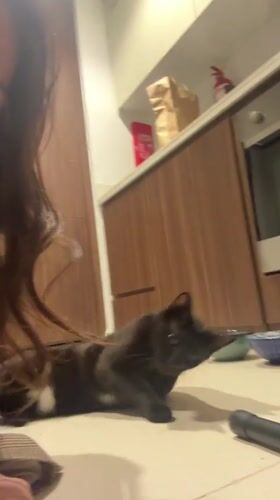 Woman films playful interaction with black cat in Dubai apartment