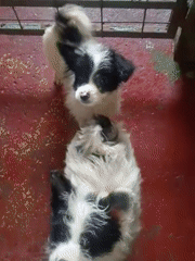 Black and white puppies play and tumble on a red floor in Nairobi