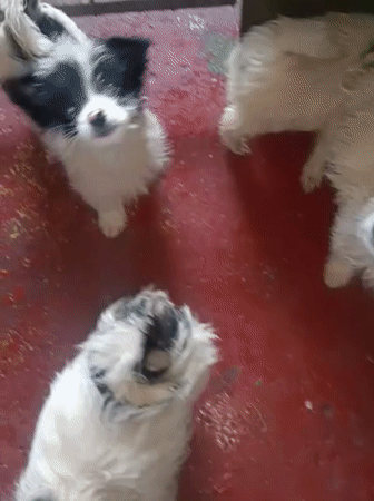 Black and white puppies play and tumble on a red floor in Nairobi