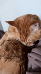 Orange cat grooming on blanket in Saint Petersburg