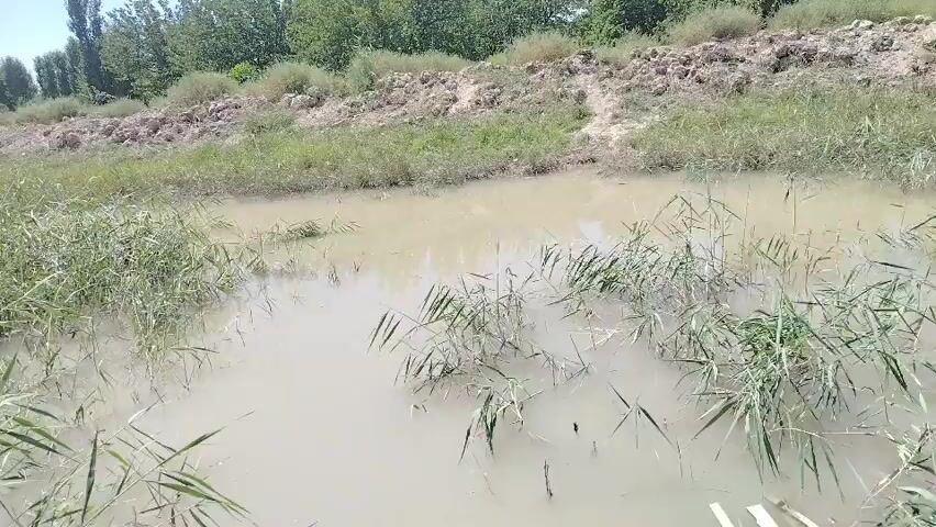 A shaky, handheld video shows a body of murky, shallow water with reeds growing in it. The water is a light brown color, and the reeds are green and appear to be swaying in the breeze. Behind the water, there is a steep bank covered in dry grass and dirt. Further back, a line of trees is visible against a clear blue sky. The overall impression is of a natural, undeveloped environment. The camera pans slowly from left to right, showing the breadth of the water and the embankment. No people or animals are visible in the video.