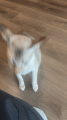 Cats and dollhouses captured in St. Petersburg home