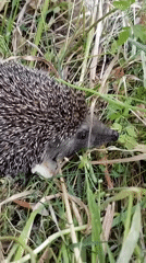 Wildlife and wildflowers documented in Dalaman Turkey countryside