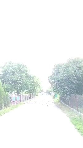 The video shows a paved road with trees and fences on both sides. There are birds scattered on the road and in the air. In the distance, there are a few people walking. The sky is bright and cloudy. The camera is moving forward along the road.