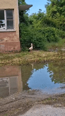White stork spotted near roadside puddle