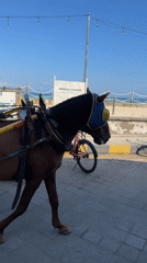 Horse-drawn carriage with decorated harness on Indonesian street