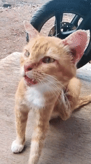 Street cats and coffee in a Bandung backyard morning