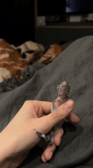 Late-night pet interaction between gecko and Sphynx cat documented