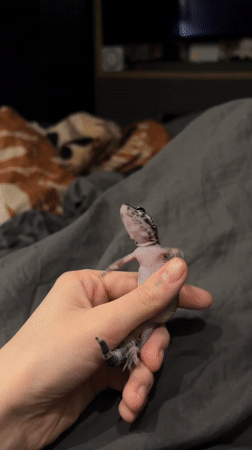 Late-night pet interaction between gecko and Sphynx cat documented