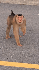 Macaque monkeys spotted on Indonesian roads near Sukamulia, Lamtamot