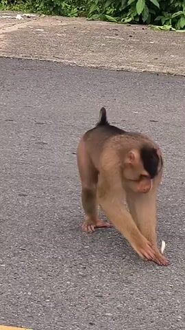 The video captures a single monkey, likely a macaque species such as a Northern pig-tailed macaque, standing on an asphalt road. The monkey has light brown fur covering its body and limbs, contrasted by a patch of darker brown or black fur on the top of its head, giving it a distinctive cap-like appearance. Its face is a lighter pinkish-brown tone, and it possesses a short, curved tail.

The setting is an outdoor road surface, characterized by grey asphalt with a clear yellow painted line running along one side, suggesting it's part of a paved roadway. The lighting is bright and even, indicating it is daytime.

Initially, the monkey is seen leaning down on the road, seemingly picking up or examining a small, light-colored object with its hands. It then straightens up, standing on all fours, and frequently looks around its environment. It turns its head to face the camera multiple times, displaying a curious or watchful expression. A human voice, likely female and speaking in Indonesian, can be heard in the background, uttering phrases such as "dia makan" (it eats) and "mari dia makan" (let it eat). The monkey remains on the road throughout the clip, occasionally shifting its weight. No visible text is present in the video. The scene depicts a moment of the monkey foraging or simply observing its surroundings on the road, in what appears to be Sukamulia, Indonesia.