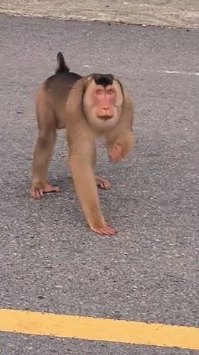 Macaque monkeys spotted on Indonesian roads near Sukamulia, Lamtamot