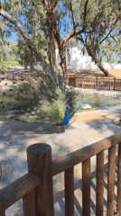 Peacock displays plumage near duck pond in Spanish park
