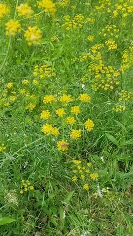 A video shows a close-up view of a field of small yellow flowers interspersed with green grass and foliage. The camera pans slightly, revealing a bee actively collecting nectar from one of the yellow flowers. The environment appears to be a natural outdoor setting, possibly a meadow or garden, with dappled sunlight suggesting a bright day. The focus remains on the flowers and the bee, creating a serene and natural scene.