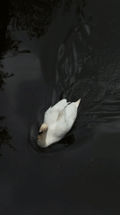 Swan spotted swimming near grate in Tinwell waters