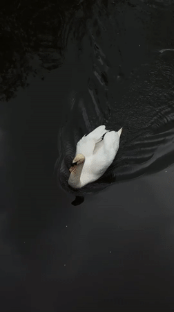 Swan spotted swimming near grate in Tinwell waters