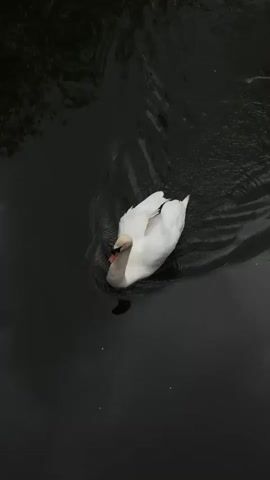 The video shows a white swan swimming in a dark body of water, close to a metal grate. The camera is positioned overhead, looking down at the swan. The swan is paddling gently through the water. At one point, the swan moves to the edge of the metal grate and appears to partially submerge its head. The water is dark and reflects the surrounding environment.  The lighting is muted, contributing to the somber tone of the video.