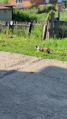 A calico cat walks through a grassy area next to a dirt path. Behind the cat is a dilapidated wooden fence and a small, light-colored building. Further in the background, there are more buildings and trees. A group of pigeons are seen on the dirt path, pecking at something on the ground. The scene is outdoors on a sunny day.