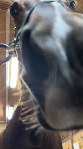 The video shows a close-up of a brown horse's face with a green halter, followed by a blurry shot of a person in blue clothing and green pants walking. The video ends with a close-up of a black sheep being petted by a hand with a silver ring.