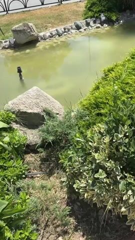 The video shows a natural-looking pond with green water. There is a small fountain in the center of the pond. The pond is surrounded by rocks and lush green vegetation, including tall grasses and broad-leafed plants. In the background, there are buildings, streetlights, and a bus. The sky is blue with a few white clouds. The overall impression is of a serene outdoor setting, possibly a park or garden.