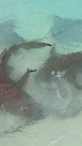 The video shows a group of sharks swimming in shallow, clear water, likely near a beach. The sharks are brown or reddish-brown in color, and their movements stir up the sandy bottom, creating visible ripples and sediment in the water.  The camera remains static, providing a top-down view of the scene.