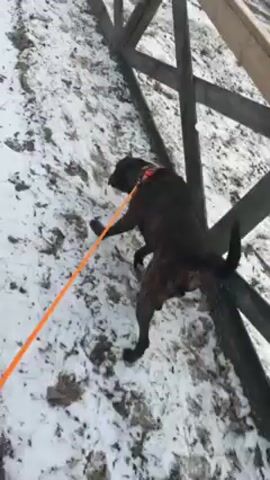 A dog on a leash is pulling on a wooden structure that appears to be a fence or gate. The dog is black and brindle, wearing a bright orange collar, and stands on a patch of ground covered in snow and dirt. The person holding the leash is not visible. The fence is a light-colored wood with a crisscrossing design. The background is blurred and suggests an outdoor setting with sparse vegetation. The camera angle is low and tilted.