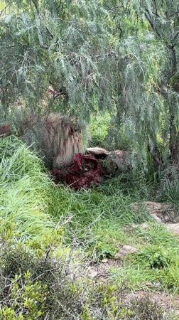 Lions spotted feeding and resting in South Africa safari area