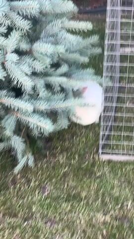 The video shows a fluffy white rabbit near a blue spruce tree and a wire cage. The rabbit is partially hidden by the tree's branches and is seen in quick movements. The scene appears to be outdoors, with grass on the ground. The lighting suggests it is daytime, and the weather seems to be mild. The overall atmosphere is one of gentle outdoor activity, possibly involving the handling or release of the rabbit. There is no visible text in the video. The location context is Chyshky, Ukraine.