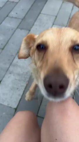 The video shows two dogs interacting with a person's legs, which are visible in the foreground. One dog, light brown with white markings, is in the center, with its head blurred as it appears to be sniffing or licking the person's leg. Another dog, predominantly dark brown and black, is in the background, also out of focus. They are on a paved surface made of interlocking gray stones, with some green grass visible in the upper left corner. The scene is outdoors.