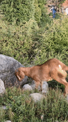 Goats graze peacefully in mountainous Haini, India countryside