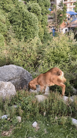 Goats graze peacefully in mountainous Haini, India countryside