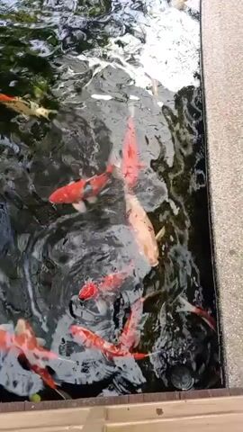A top-down video shows a close-up of a pond filled with numerous koi fish. The water is murky and rippled, with some light reflecting off the surface. The koi fish are predominantly orange and white, with some displaying black markings. They are swimming in various directions, some near the surface and others deeper in the pond. The edges of the pond are visible, appearing to be made of a light-colored material. The overall impression is a lively school of fish in their aquatic environment.
