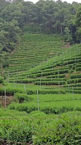 The video shows a terraced tea plantation on a hillside. The tea bushes are neatly trimmed into rows, creating a visually striking pattern. The plantation extends up a steep slope, with a dense forest at the top. In the foreground, there are some more recent tea bushes or other green foliage, partially obscured by a wire fence. A red sign with Chinese characters and a QR code is visible on the right side of the frame, placed among the tea bushes. The overall environment appears to be lush and green, suggesting a temperate climate suitable for tea cultivation. There are no people visible in the video, and the focus is solely on the agricultural landscape.