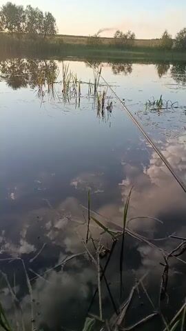 The media shows a serene natural scene by a calm lake or pond, likely in Belarus, given the location context. The time of day appears to be early morning or late evening, with soft, warm sunlight casting a gentle glow on the landscape. The sky is a pale blue, with scattered white clouds reflected beautifully on the water's surface. The water itself is dark and still, mirroring the trees and vegetation along the opposite bank.

The foreground is dominated by the tranquil water, with reeds and some dry plant debris emerging from it. A fishing rod is set up, extending diagonally across the water, suggesting someone is fishing or preparing to fish. The rod is a slender, metallic object, held steady by an unseen angler.

The background features a natural shoreline with a line of trees, their reflections creating a symmetrical pattern on the water. Beyond the trees, a field stretches out, and in the distance, a plume of smoke rises into the sky from what appears to be a chimney or industrial site. This industrial element is a stark contrast to the otherwise untouched natural beauty of the scene.

The overall mood is peaceful and contemplative, evoking a sense of quiet solitude. The soft lighting and the stillness of the water contribute to a calming atmosphere. There is no visible text in the media file.