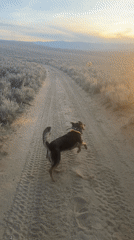 Dog with yellow bandana plays with tennis ball on Wyoming dirt road