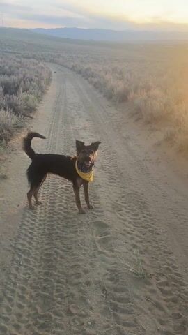 The video shows a dog running on a dirt road in a desert-like environment. The dog is black and brown with a yellow bandana and is standing on the road looking at the camera before the narrator says "one, two, three, go!" and the dog runs off into the distance. The road is sandy and has tire tracks. The surrounding landscape is covered in sagebrush and there are mountains in the distance. The sun is rising or setting, creating a bright glow.