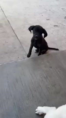 The video shows three puppies in an outdoor environment. Initially, a small, black puppy with a white spot on its paw sits on the edge of a concrete step. The camera's perspective then shifts to reveal two other puppies: one is white, and the other is brindle-colored with a white patch on its nose. The brindle puppy moves towards the camera, and the camera focuses closely on its face.