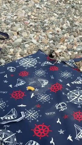 The video shows a small bird pecking at a piece of food on a navy blue blanket patterned with white and red nautical symbols, including compass roses, ship wheels, anchors, and sailboats. The blanket is spread out on a rocky surface, likely a beach. The camera pans across the blanket and the surrounding pebbles.