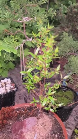 The video shows a close-up, panning view of several potted bonsai trees in an outdoor setting, likely a garden. In the foreground, a small bonsai tree with vibrant green leaves is in a terracotta-colored pot. To its left, another pot holds decorative white stones. To the right of the main bonsai, a black pot contains a lush patch of moss. Further back, other potted plants and trees are visible, including what appears to be a larger juniper bonsai in a blue pot, and a conifer bonsai in a brown pot. The lighting suggests it may be dusk or early morning, casting a soft glow on the plants. The ground appears to be covered in mulch or soil.