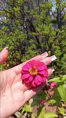 A close-up shot shows a pink flower resting on an open palm. The flower is a vibrant pink with a center of bright yellow. The person's nails are long and painted white at the tips. The background features lush green foliage, appearing to be a garden setting. A metal fence-like structure is also visible behind the plants. The light suggests it's daytime.