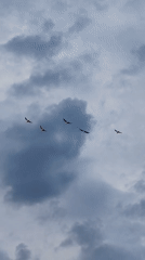 Birds and sunlit waters observed under cloudy skies in Ankhimovo